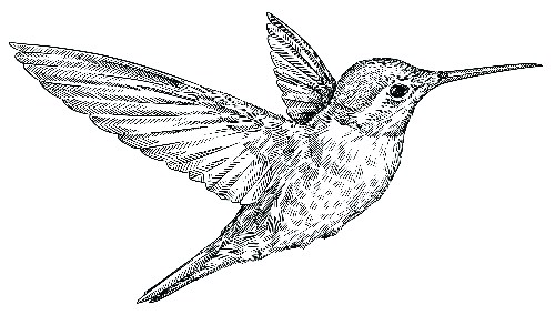 hummingbird