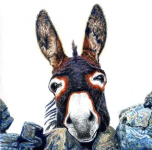 Donkey