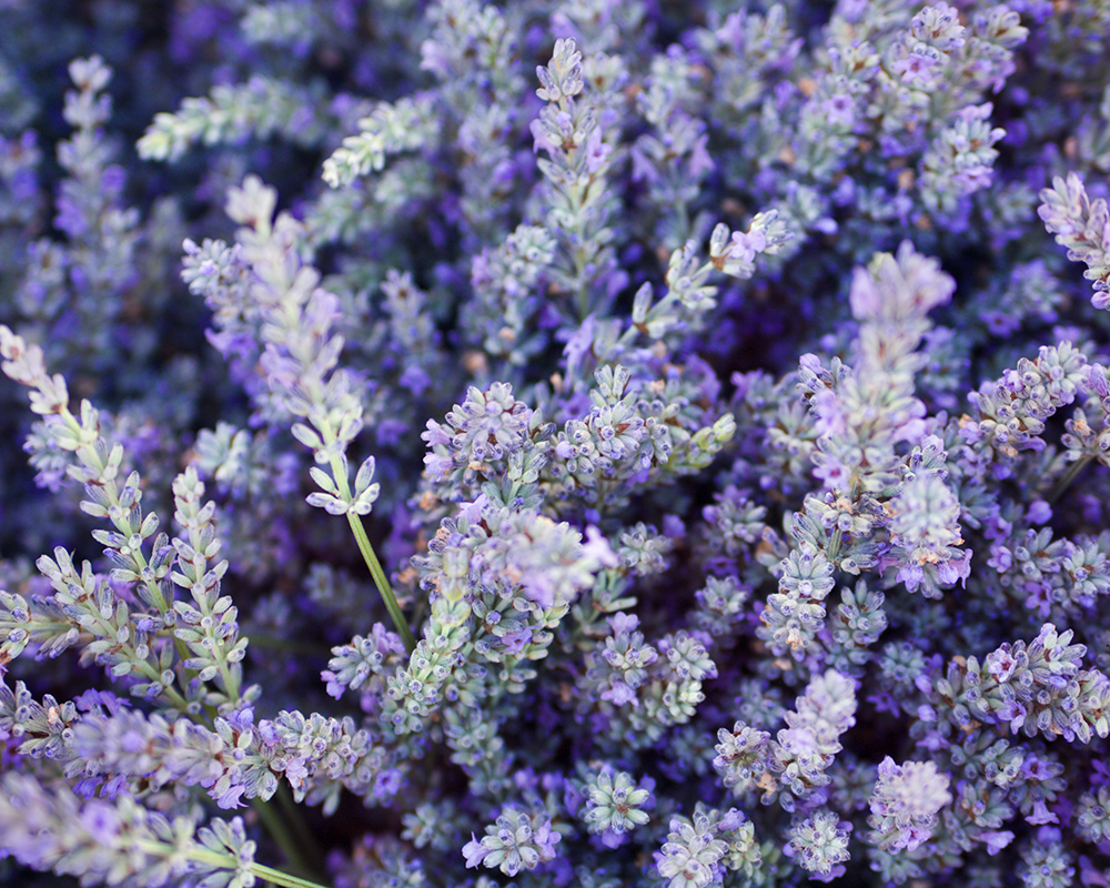 Lavender